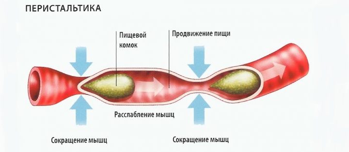 При атоническом расстройстве функции кишечника нарушается перисталика Перисталика