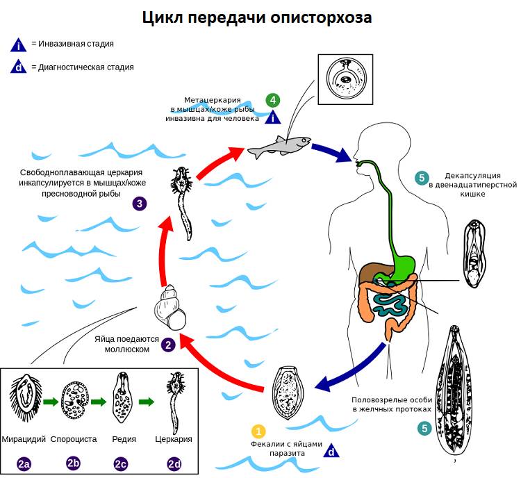 Цикл передачи описторхоза