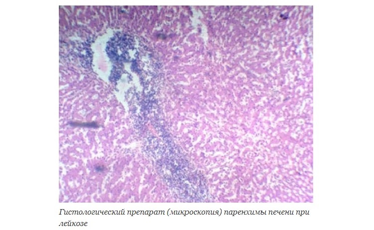 Гистология паренхимы
