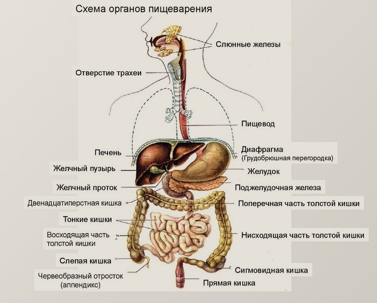 Схема органов пищеварения Схема органов пищеварения