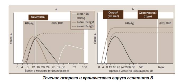 Течение острого и хронического вируса гепатита В