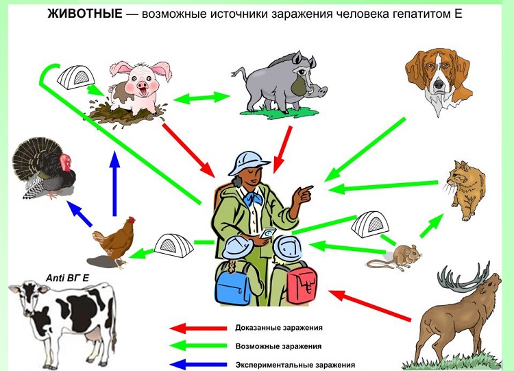 Животные при контакте с которыми есть риск заражения гепатитом Е
