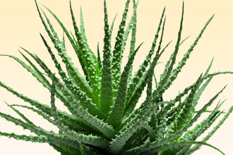 Противопоказания к применению алоэ Алоэ