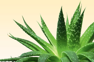 Правила использования и подготовка алоэ Алоэ