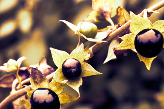 Экстракт беладонны в составе Анузола