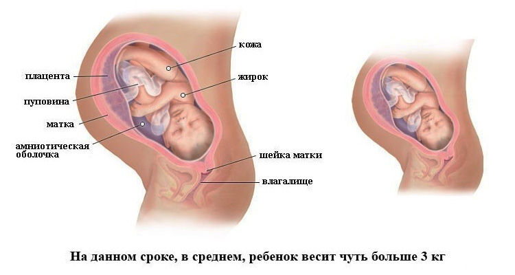 38-я неделя беременности 38-я неделя беременности