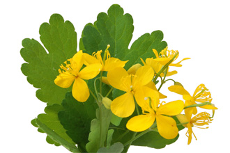 Целебные свойства чистотела Целебные свойства чистотела