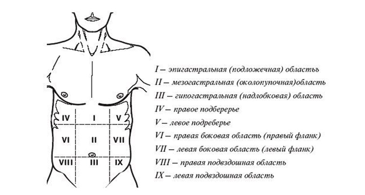 Зоны абдоминальных болей Зоны абдоминальных болей