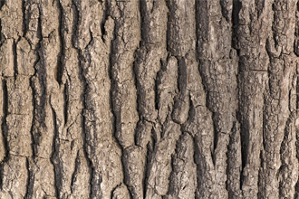 Целебные свойства коры дуба Целебные свойства коры дуба