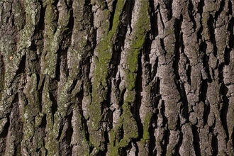 Кора дуба эффективна при поносе Кора дуба эффективна при поносе