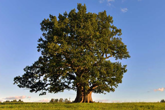 Срезать кору с дерева рекомендуется в мае-июне Срезать кору с дерева рекомендуется в мае-июне