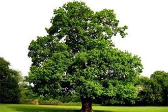 Лучшими свойствами обладает кора у деревьев 15-30 лет Лучшими свойствами обладает кора у деревьев 15-30 лет