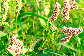 Состав растения Горец почечуйный