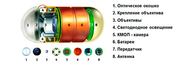 Строение капсулы Строение капсулы