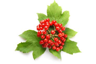 Калина не рекомендована детям до двух лет Калина не рекомендована детям до двух лет