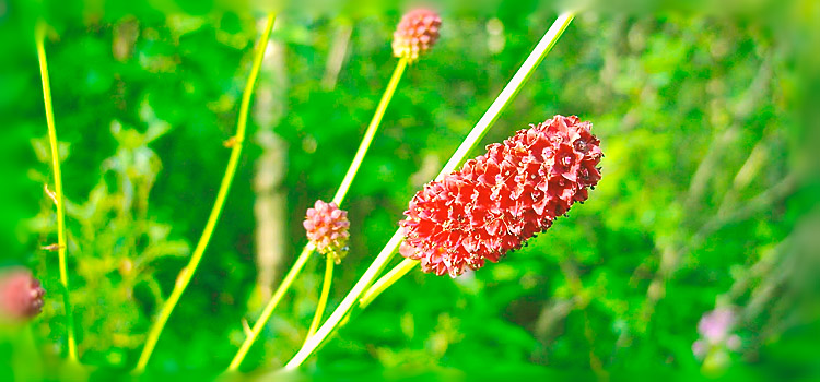 Корень Кровохлебки лекарственной в составе пластыря Кровохлебка лекарственная - компонент пластыря от геморроя