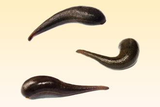 Медицинские пиявки Пиявки