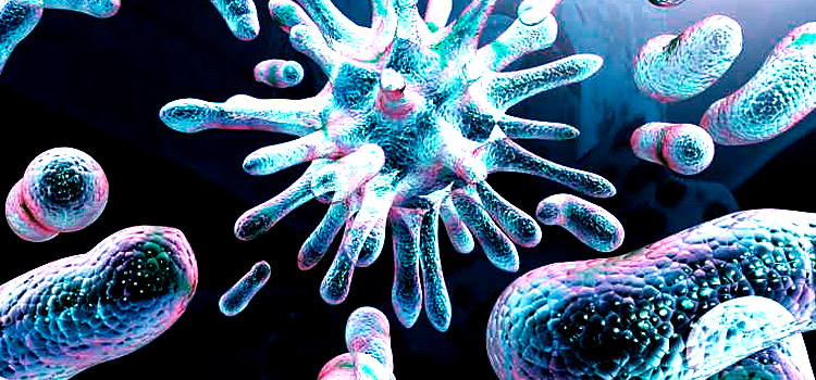 Основное действие нефидипиновых мазей на микробов