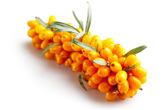 Облепиха – это лекарственное растение Облепиха – это лекарственное растение