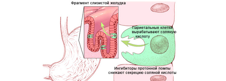 Действие ИПП Действие ИПП