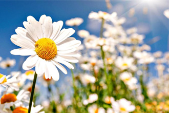 Лечебные свойства ромашки Лечебные свойства ромашки
