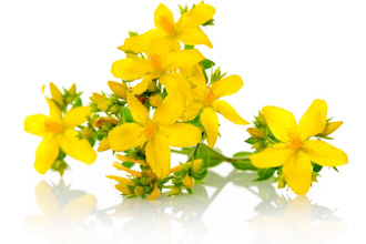 Зверобой Зверобой