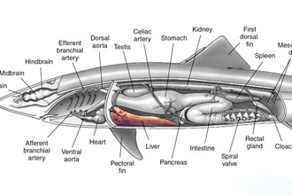 Внутренние органы акулы и печень