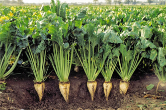 Рецепт на основе сырой свёклы является очень эффективным народным средством Рецепт на основе сырой свёклы является очень эффективным народным средством