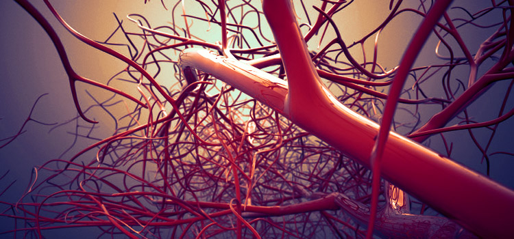 Флебодиа от геморроя укрепляет сосуды и капилляры