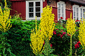 Виды коровяка - травы от геморроя