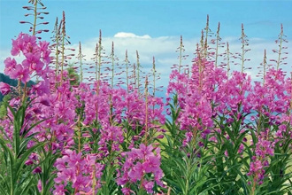 Иван-чай Иван-чай