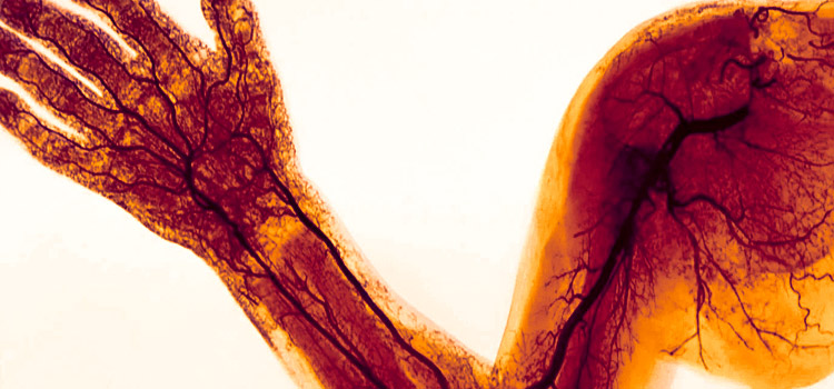 Препарат действует на кровеносные сосуды