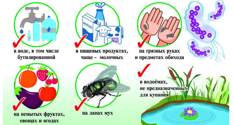 Где живет кишечная инфекция? Кишечная инфекция