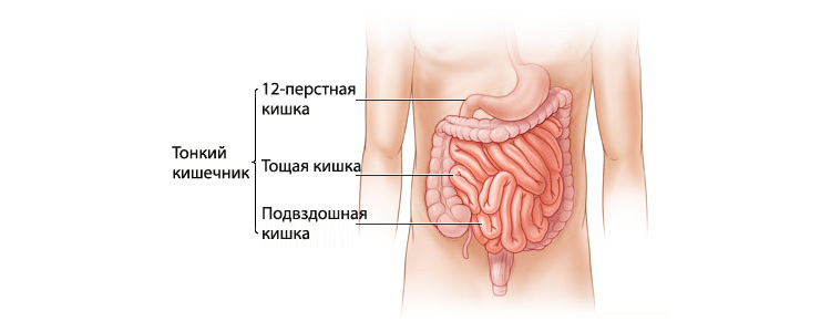 Тонкий кишечник Тонкий кишечник