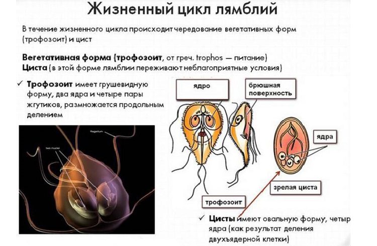 Жизненный цикл лямблии
